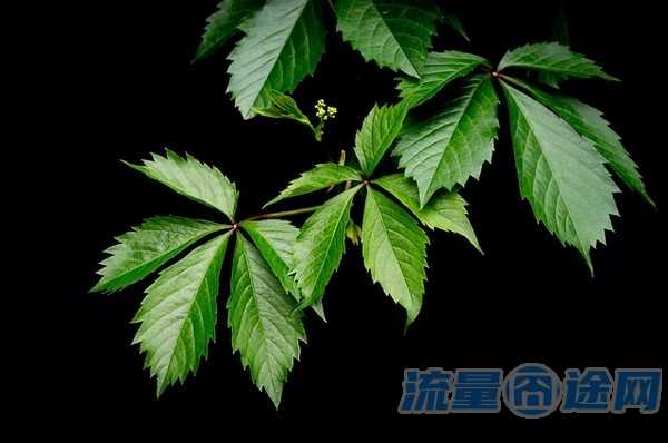 手机新卡如何选择流量套餐（新的电话卡 推荐）1